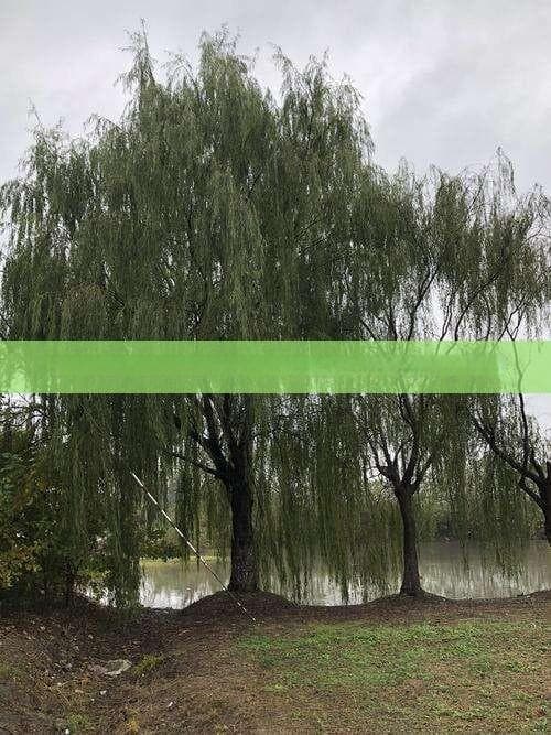 春节去四川旅游全攻略：穿衣指南与朋友圈分享建议