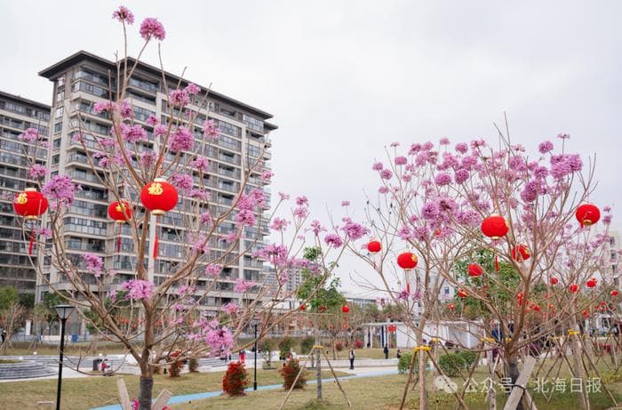 北海赏花“地图”来了，约上亲朋好友拍照打卡吧