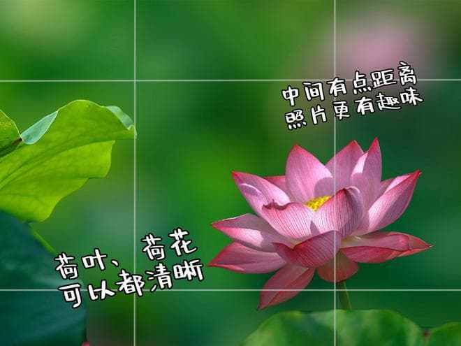真好看，12个荷花摄影技巧，让你的荷花照片不再单调