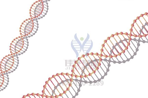 先天性并指多指畸形基因检测：一个家族三代人的遗传咨询案例