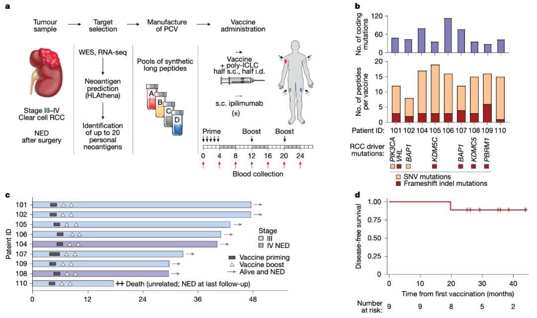 BioNTech癌症疫苗登上Nature，让晚期肾癌患者无癌生存超3年