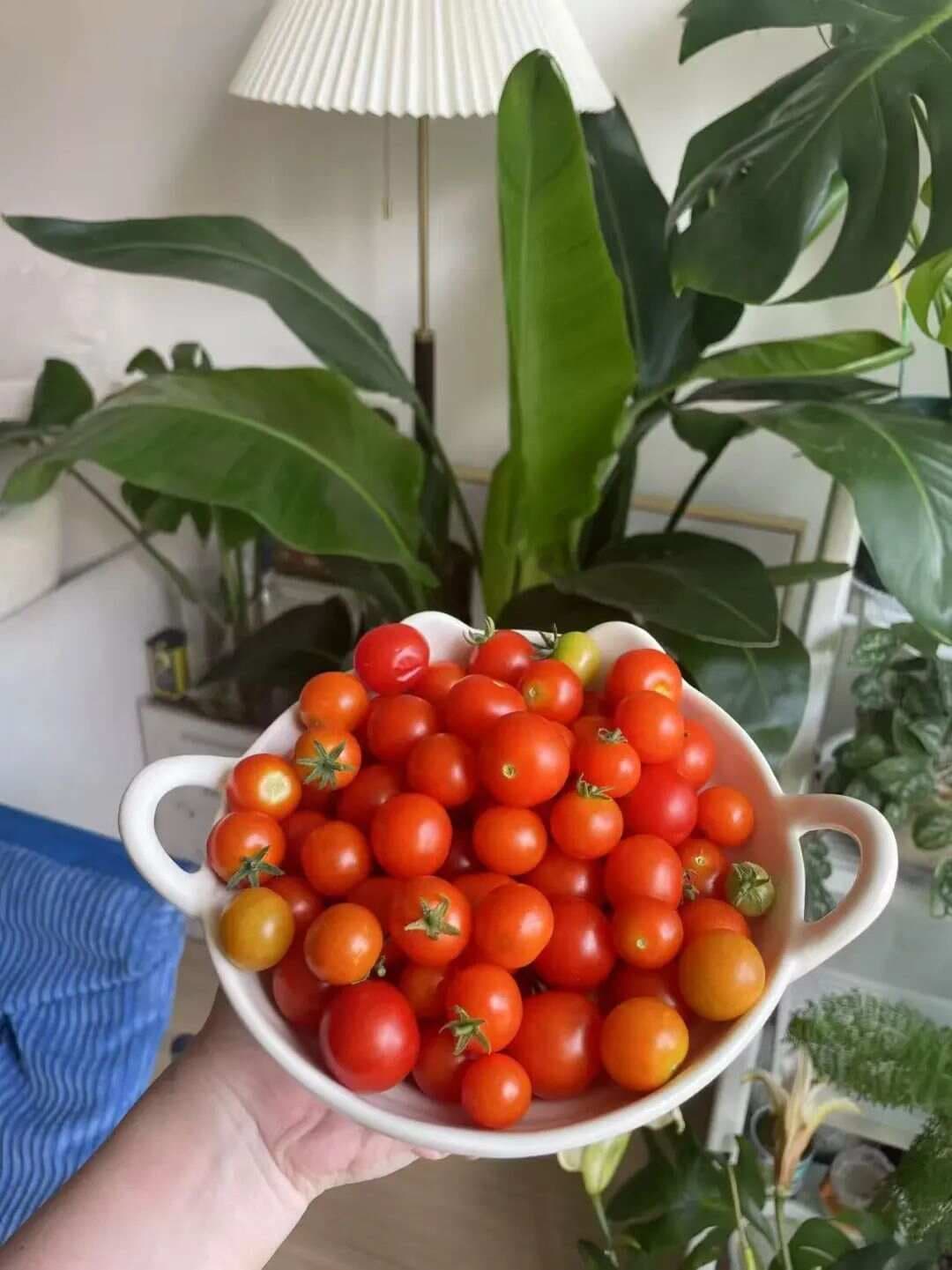 曾是“植物杀手”的她，用奶茶杯在1.5㎡的小阳台种出了一片硕果累累的番茄！
