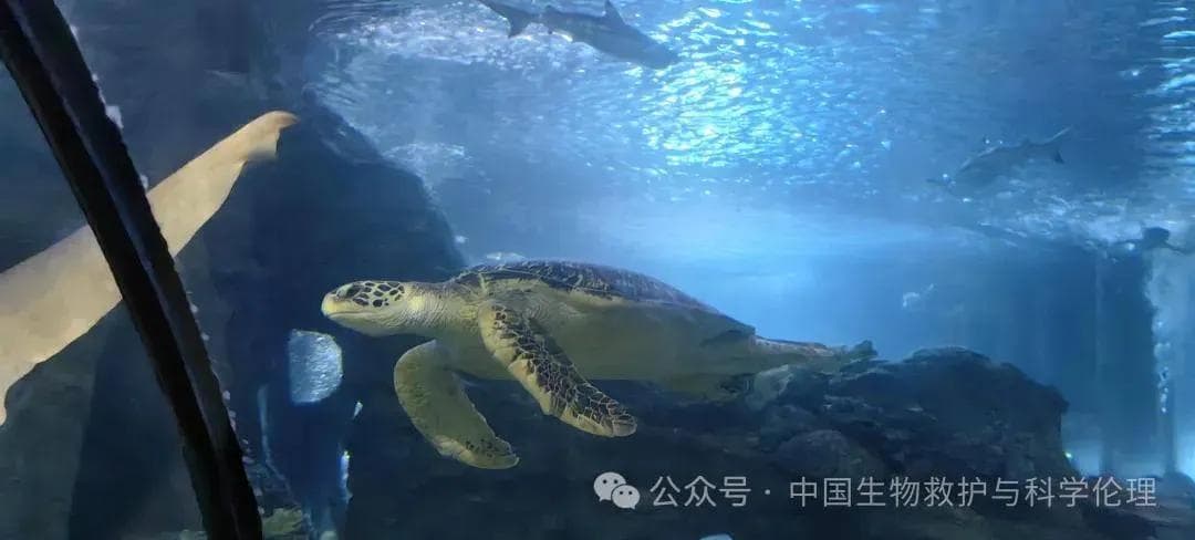 它们在地球生活了1亿年，如今全部濒危待援！