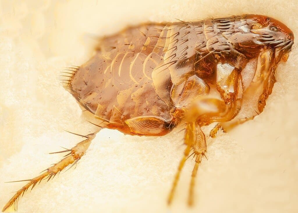 10 种有效除掉狗狗身上跳蚤的方法