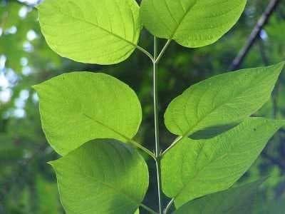 树叶识别指南：形状、边缘与结构详解