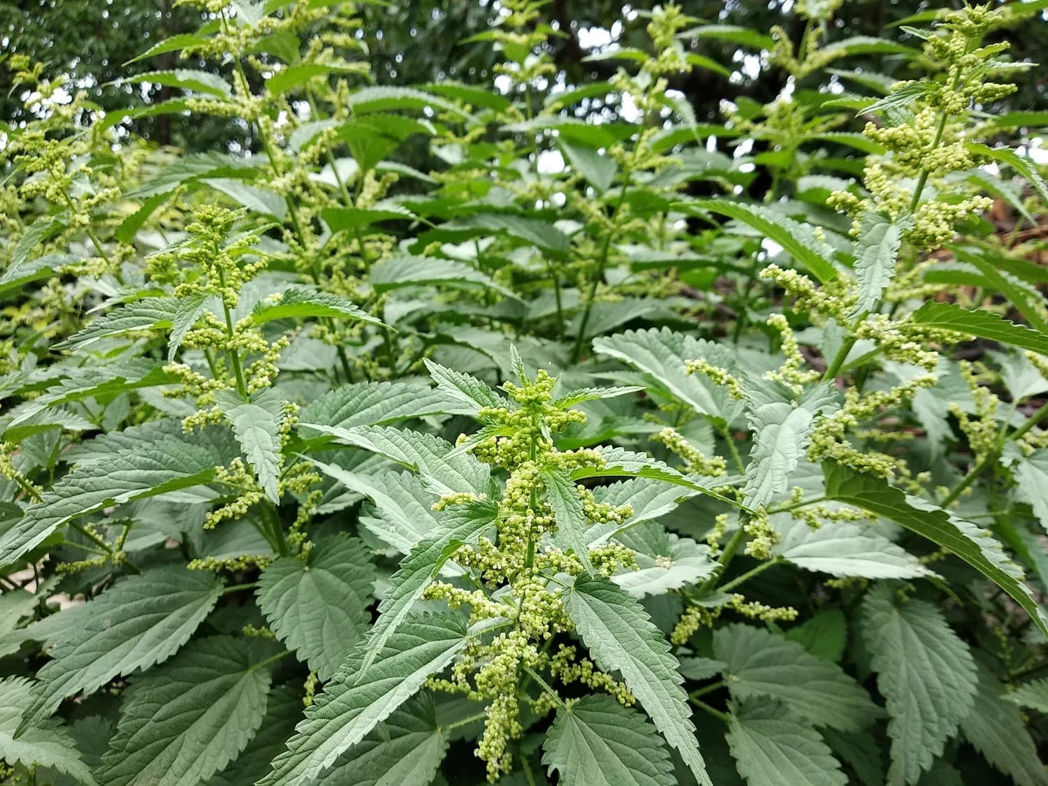 仙鹤草：中药里的防癌明星
