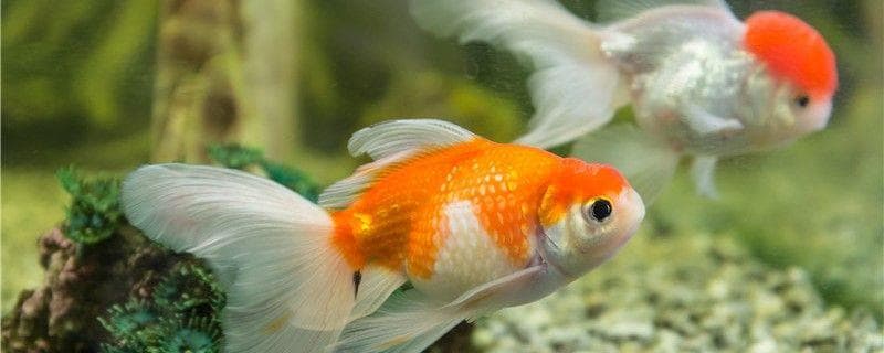 出门10多天金鱼怎么办？不喂食会饿死吗？