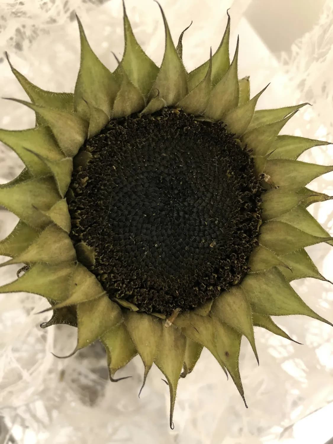 超轻粘土教程：逼真的向日葵手工花
