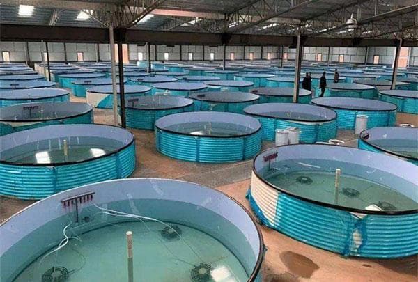 工厂化水产养殖：夏季高温鱼类疾病的发生原因及预防措施