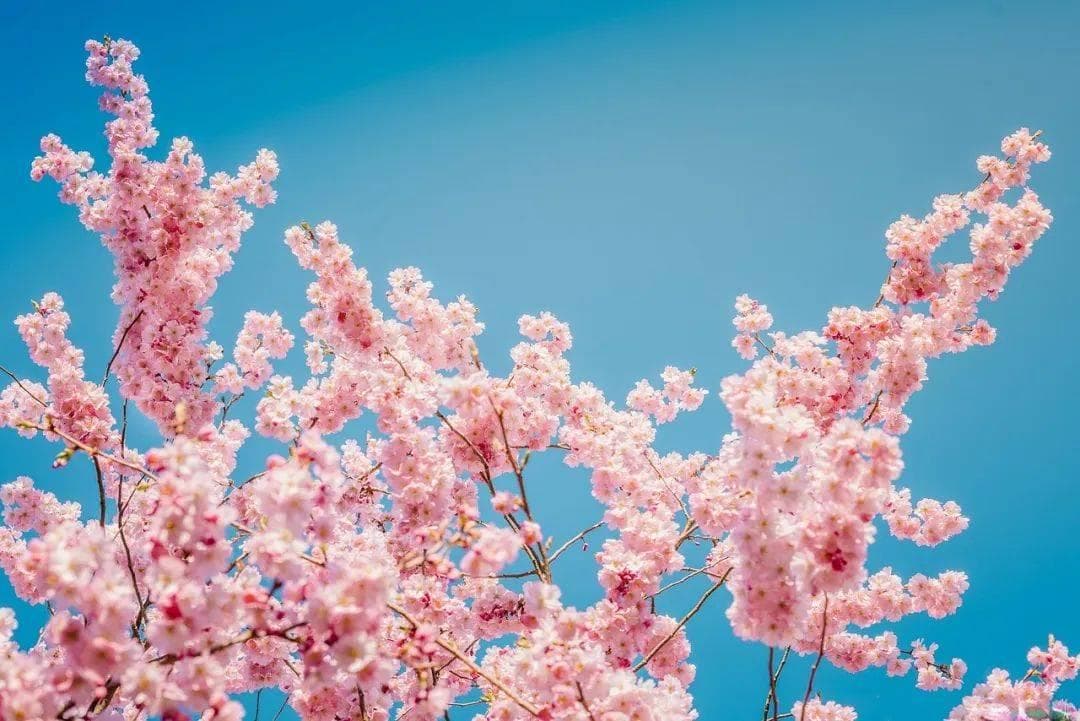 樱花之旅：赏樱图鉴与花见美学