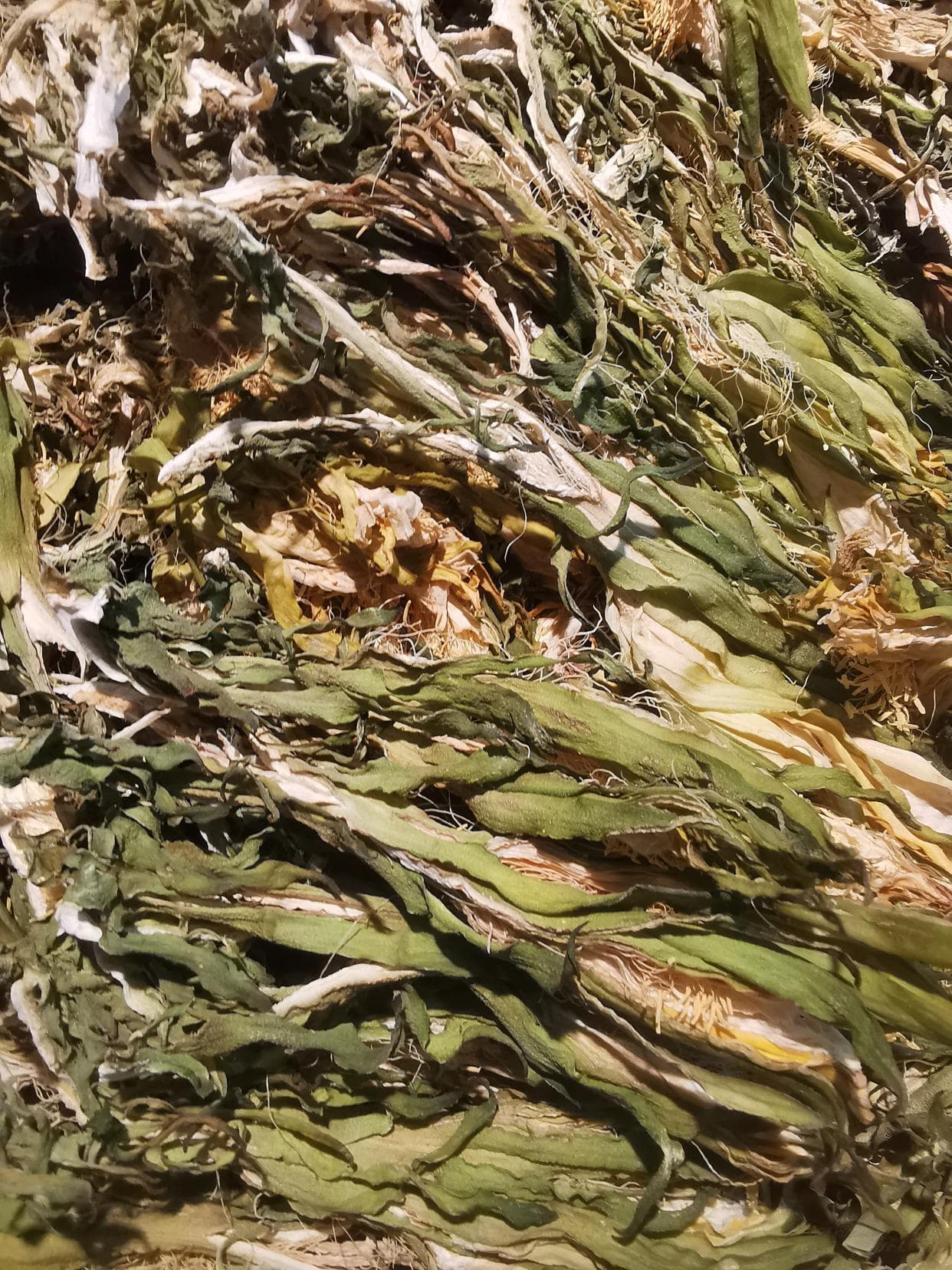 霸王花：煲祛湿汤的搭配及做法，暑期清凉美食，四大禁忌要注意