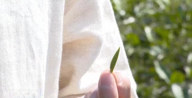 喝春茶有讲究！如何区分白茶等级 采摘时间和工序是关键