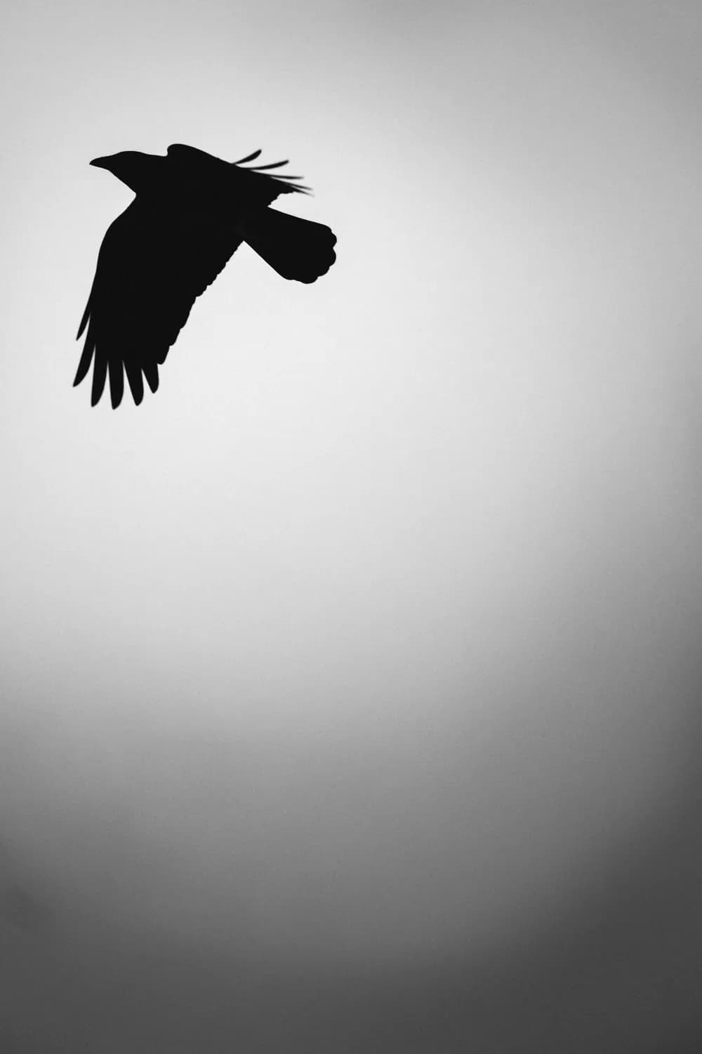 乌鸦悖论背后的贝叶斯魔法：从哲学之谜到AI启示