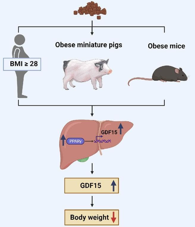 科学家揭示生酮饮食诱导体重减轻的主要机制