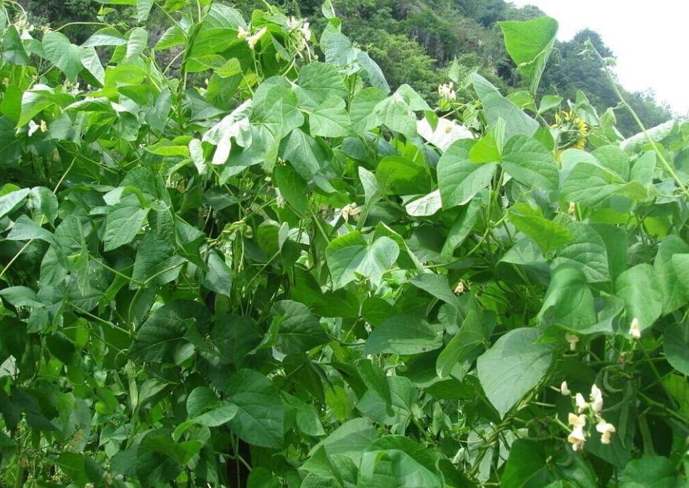 芸豆是什么豆？探索芸豆绿色宝石的种植产地