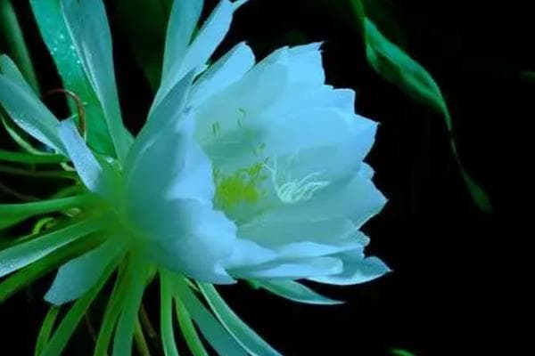 昙花长气根的原因及处理方法