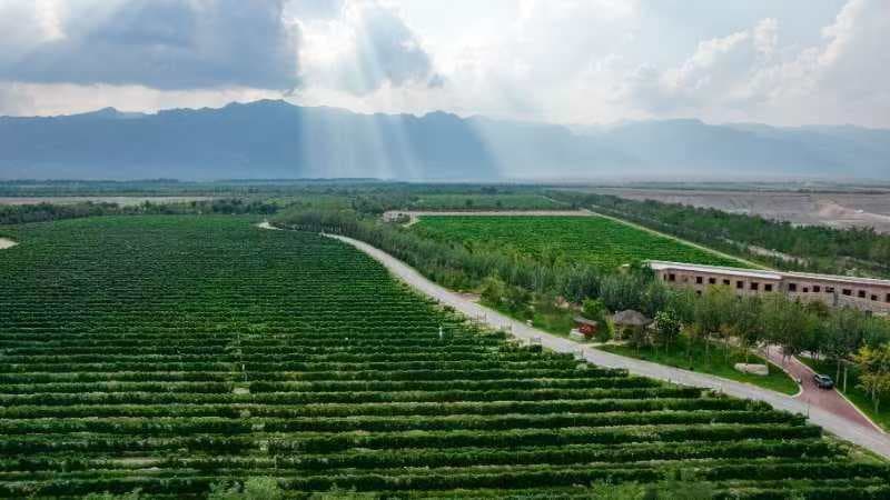 宁夏地理标志产品超百件，年产值达48.24亿元