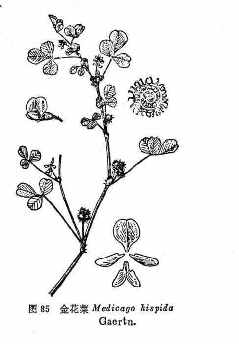 金花菜Medicago hispida Gaertn.：一种优质的豆科牧草