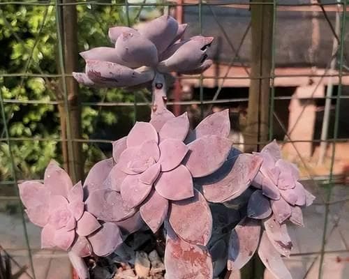 适合新手种植的五种室内植物：从吊兰到富贵竹的养护指南