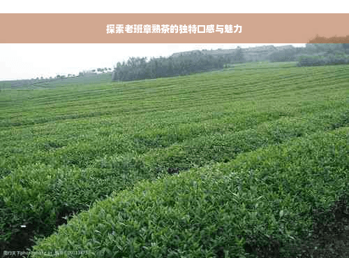 探索老班章熟茶的独特口感与魅力