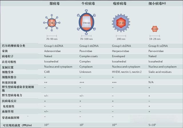 溶瘤病毒概况：病毒选择、作用机制、工艺改造、临床策略