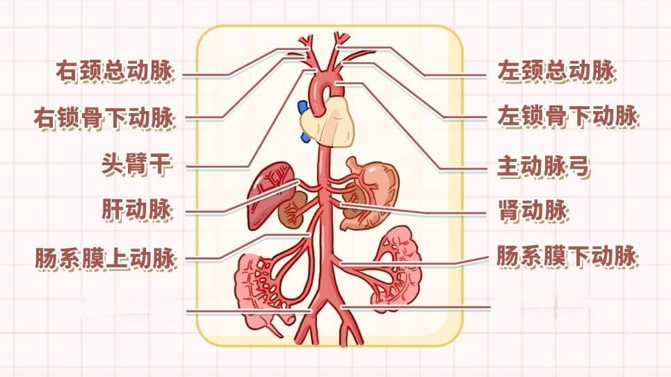 大动脉炎主要累及哪些动脉？和感染有关吗？