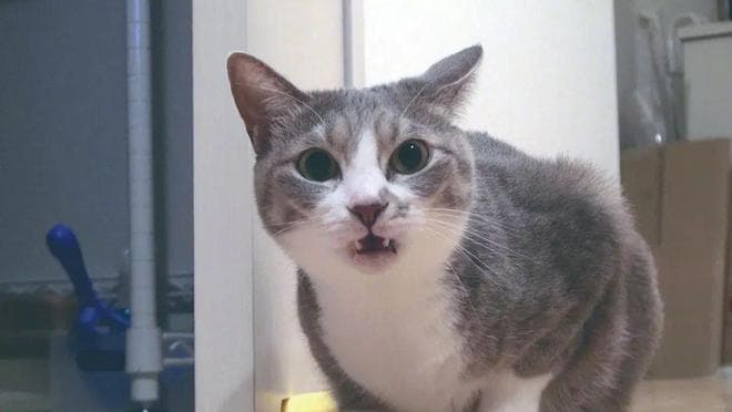 猫和狗的这些行为是如何让人感迷惑的？