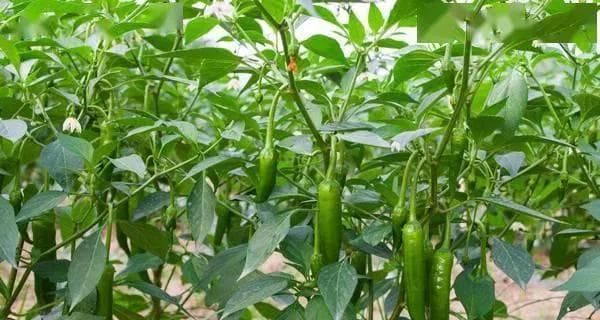 辣椒种子的催芽及育苗技术（辣椒种子催芽方法及育苗步骤，让你轻松种植辣椒）