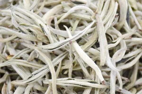 白毫银针的储存指南：能存放多久？适合放冰箱吗？