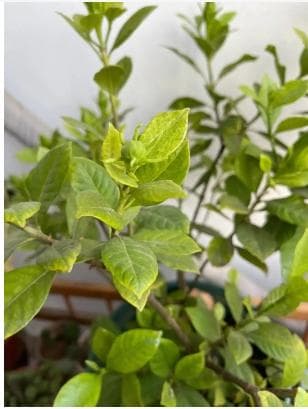炮仗花的养殖方法和注意事项有哪些？
