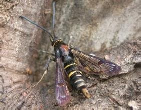 苹果透翅蛾：形态特征、生活习性及防治方法