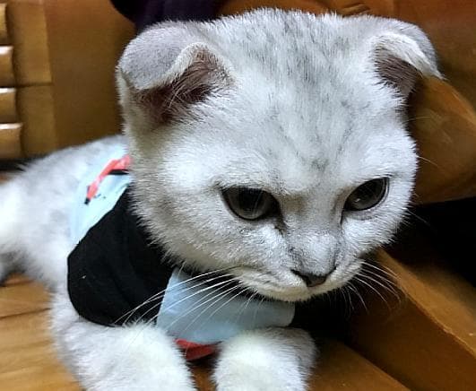 如何正确饲养折耳猫（以宠物为主，让折耳猫健康快乐）