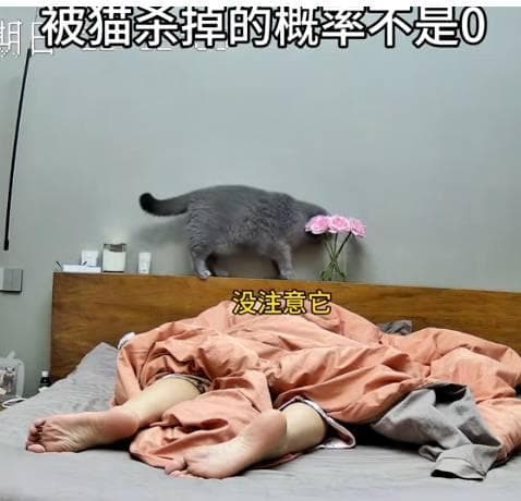 你的猫其实是个杀手？疯狂猫咪的日常