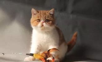 猫咪尿血原因及治疗，宠物健康关注