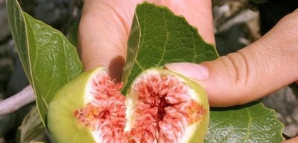 无花果的营养与美味（生吃还是熟吃？探讨无花果的适宜食用方式）
