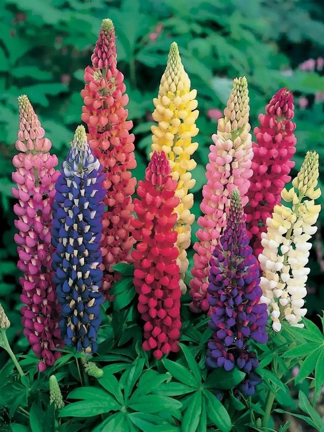 鲁冰花：一种兼具观赏、药用和经济价值的多功能植物