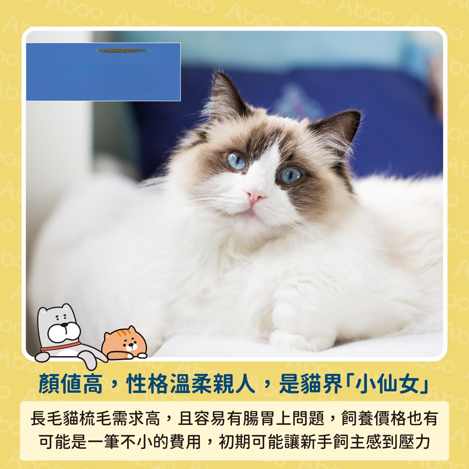 这4种猫咪品种不适合新手饲养｜饲养方法与特性解析