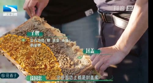 沉迷看养蜜蜂，是年轻人的电子蜂蜜