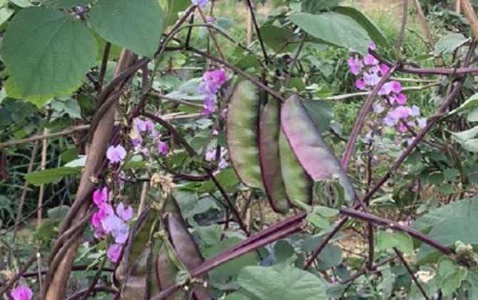 扁豆(眉豆、白豆)：从物种论述到种植技术的全面指南