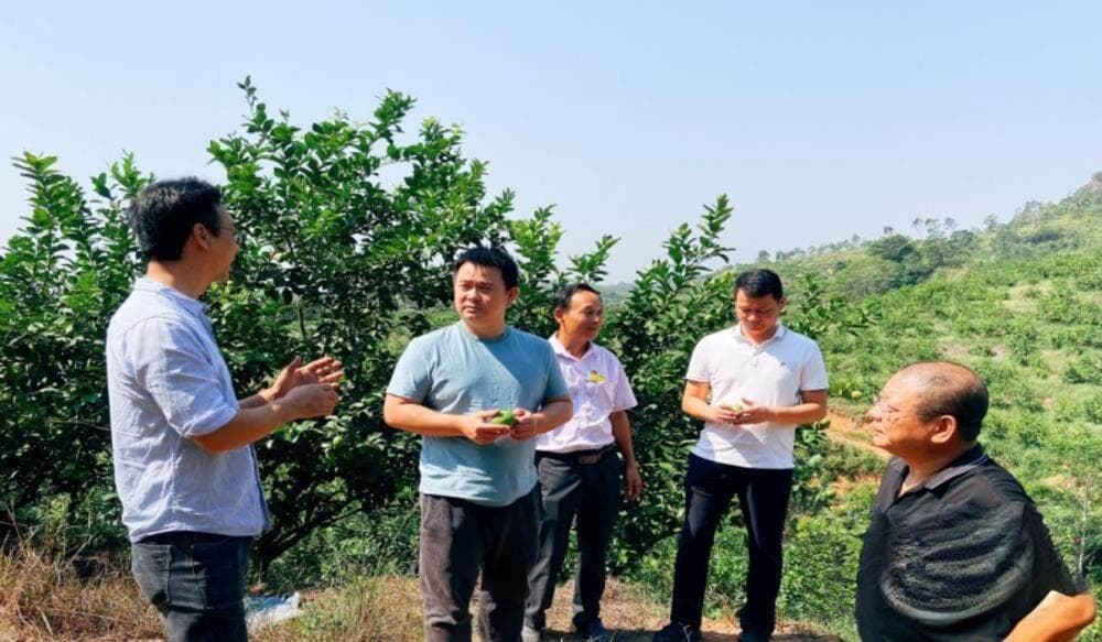 乡村产业兴了，农民“钱袋子”鼓了！广东这个镇特色农业亮点纷呈