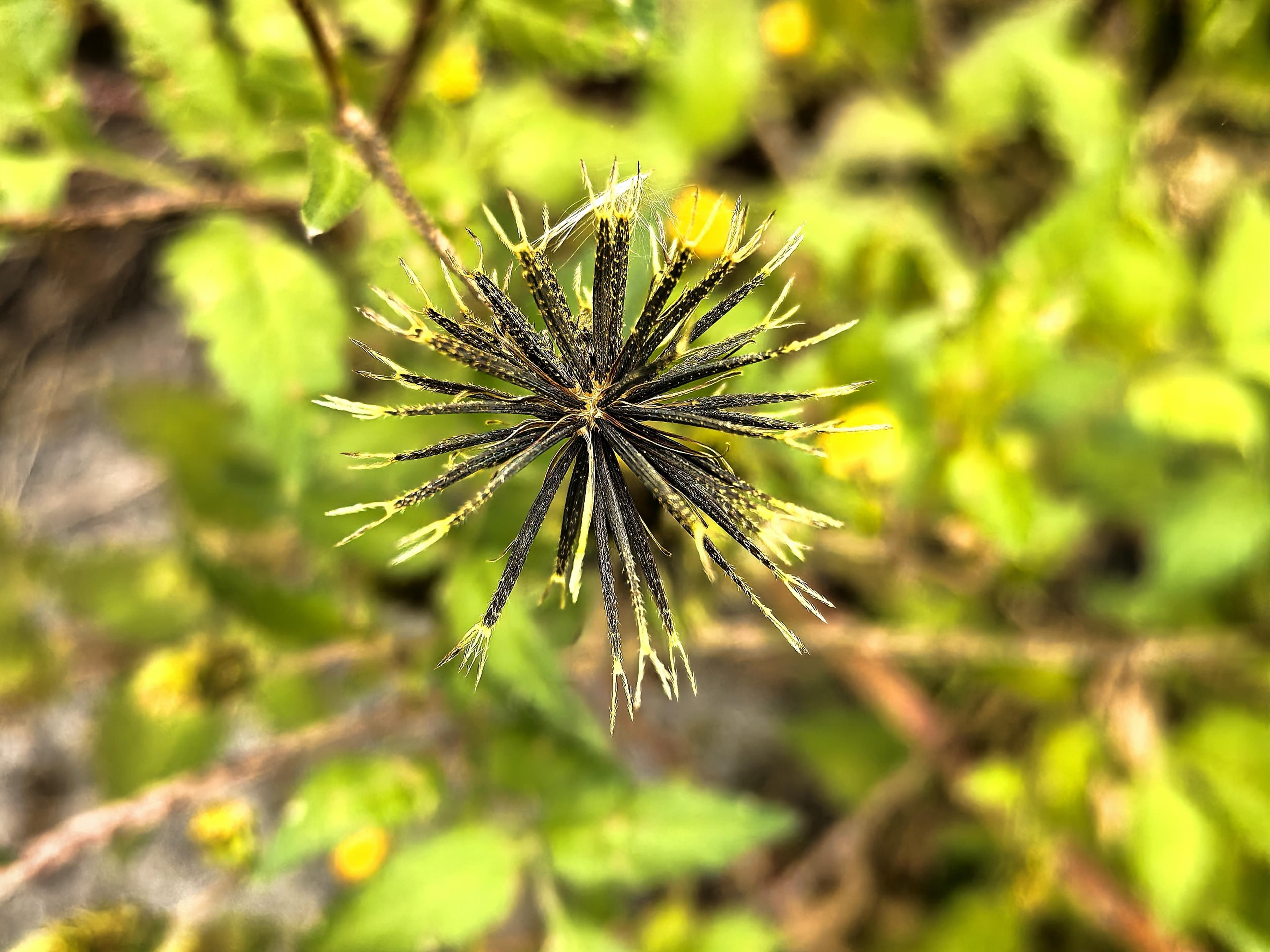入侵中国的恶性植物：鬼针草