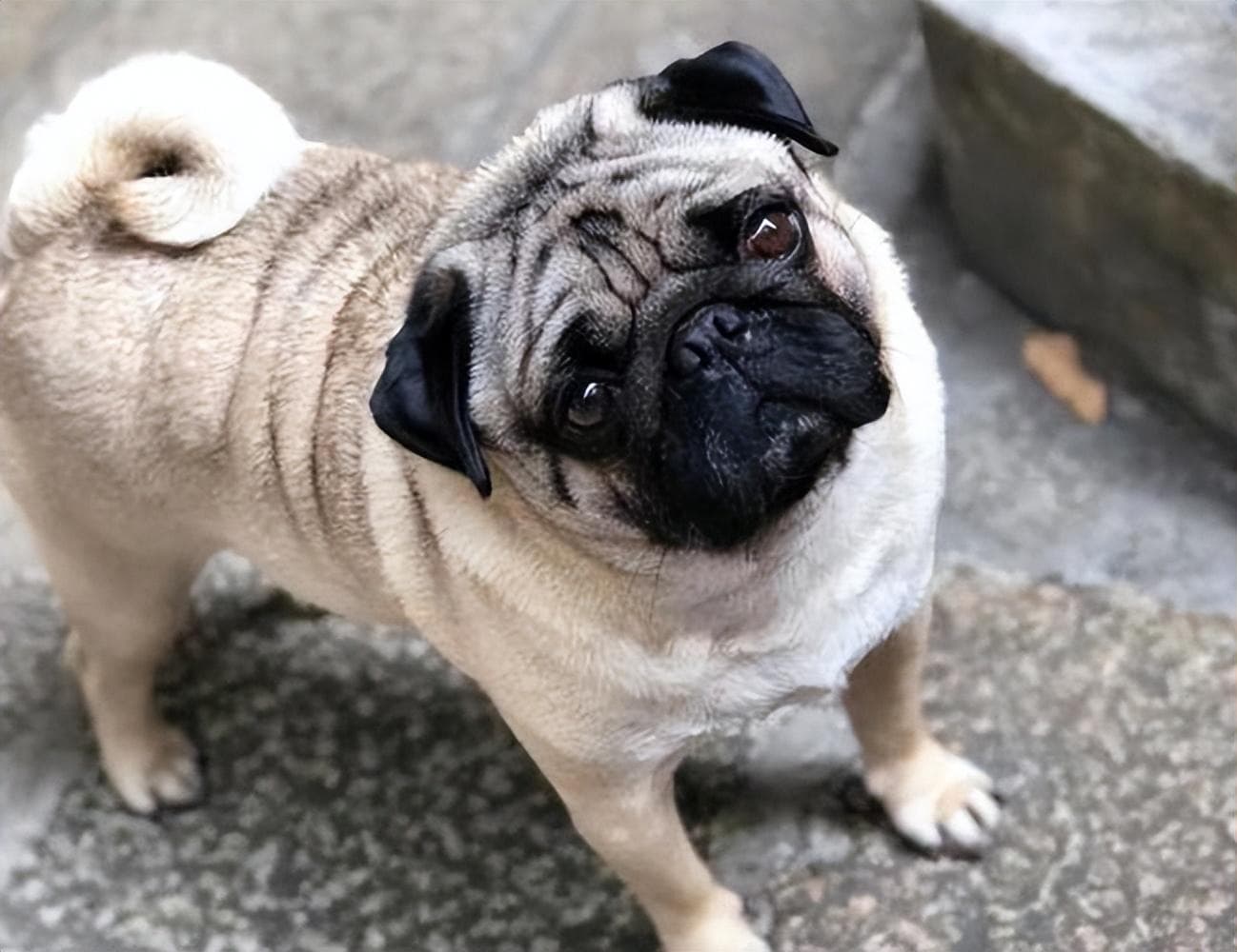 怎么训练巴哥犬？让这只圆滚滚的小可爱变得乖巧又懂事！