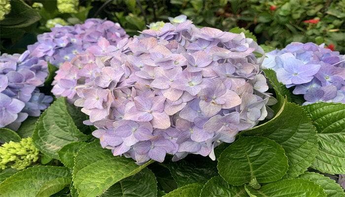 绣球花的养殖方法和注意事项