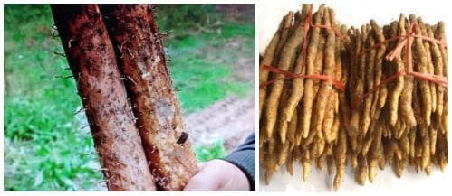 冬季为啥要吃“根”？江西又有哪些特色“根”？
