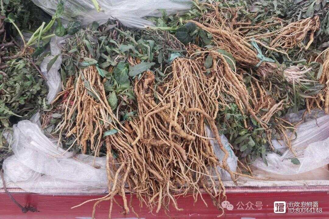 苦菜、苦苣菜、苦荬菜，还有苦麻菜、曲麻菜，你能分得清？