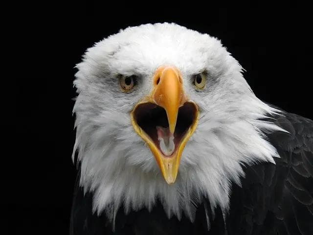 白头海雕：美国国鸟的生态与保护
