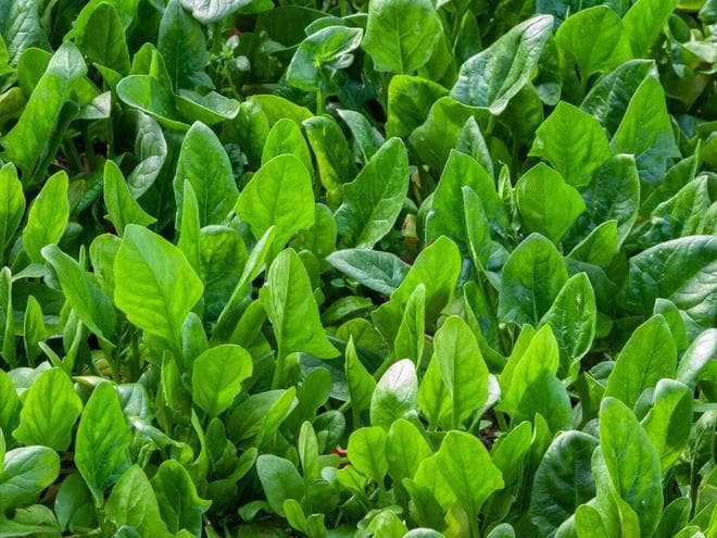波菜什么时候种植好