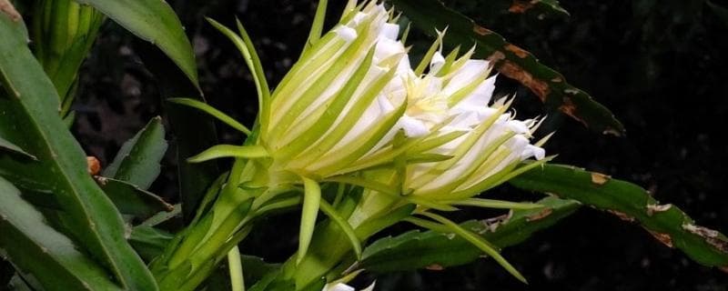 排水疏松土为佳，春秋扦插易成活：霸王花种植指南