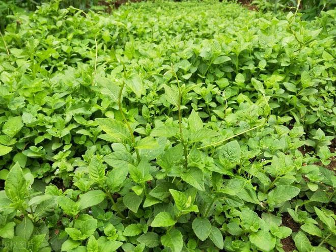 山坡旱地种植什么药材