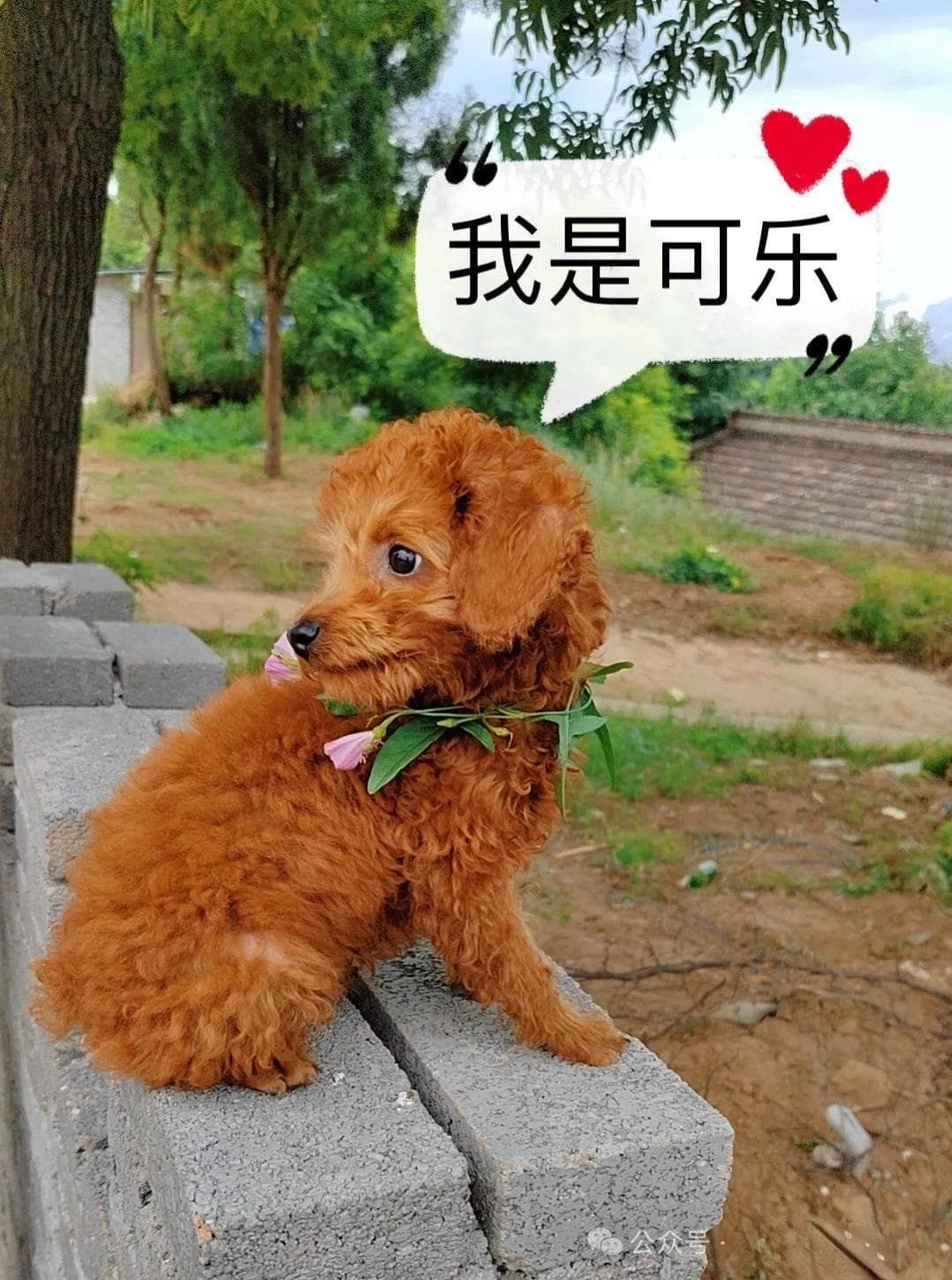 狗狗为什么需要社会化
